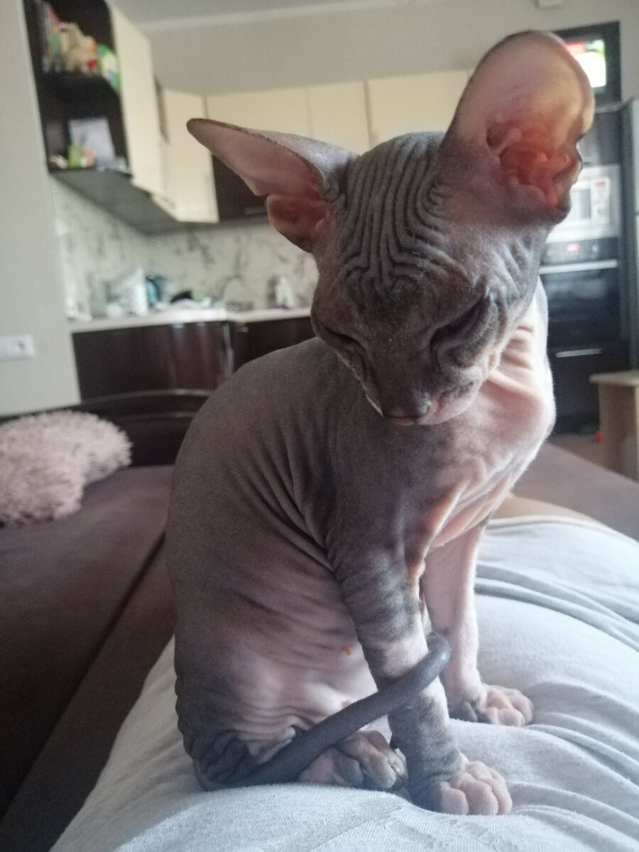 Эту Красотку мы взяли несколько лет назад. Сразу приучили к горшку, как положено