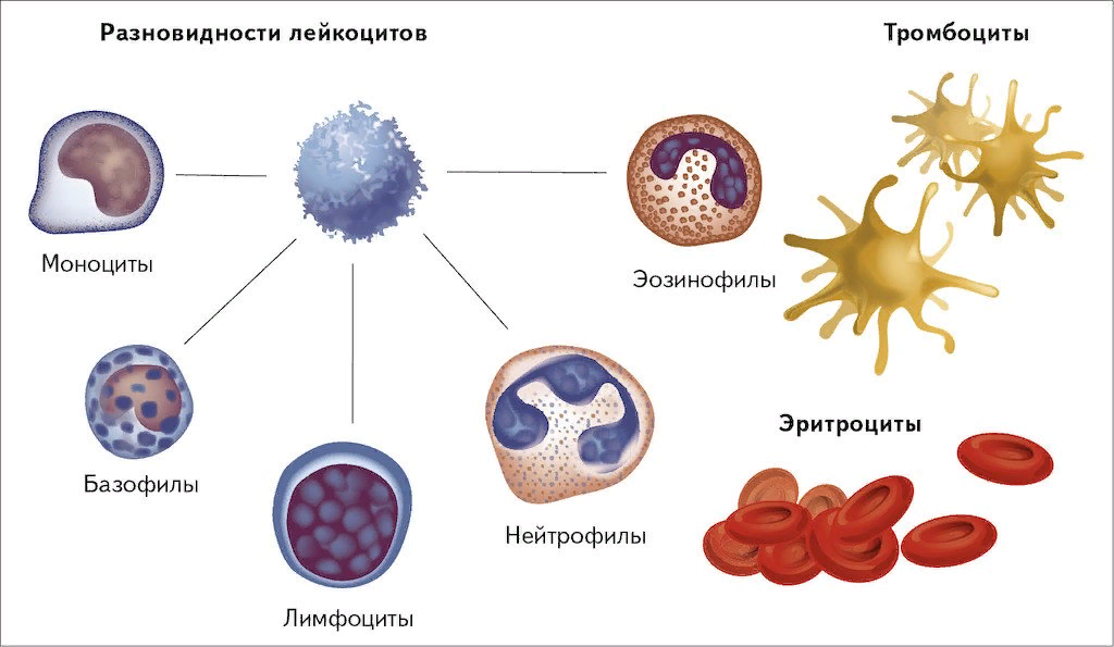 Лейкоциты в крови типы