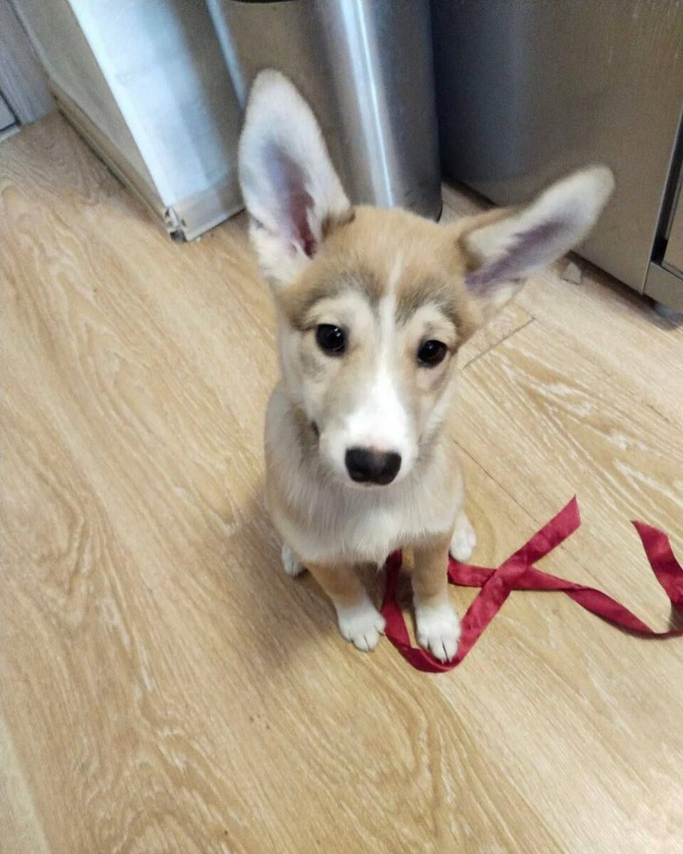 Чара уже домашняя. 