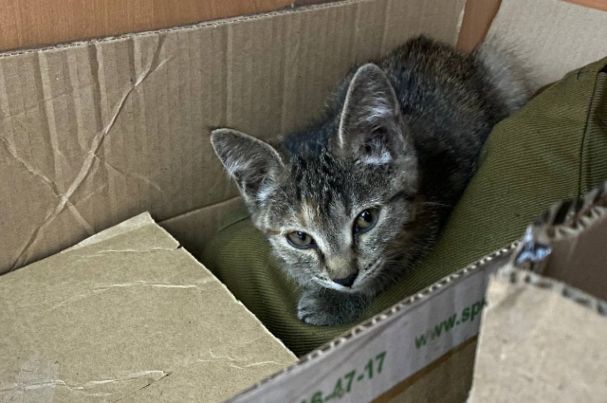    Министерство спорта Забайкалья приютило подброшенного котёнка