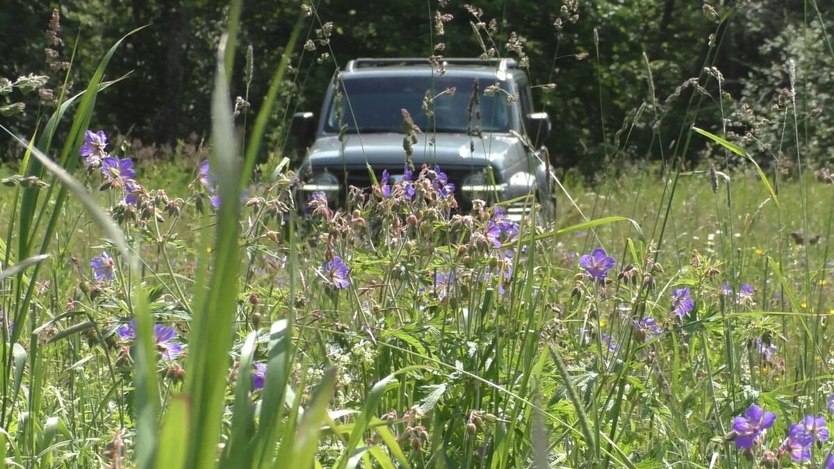 Tank 300 в дикой природе. 
