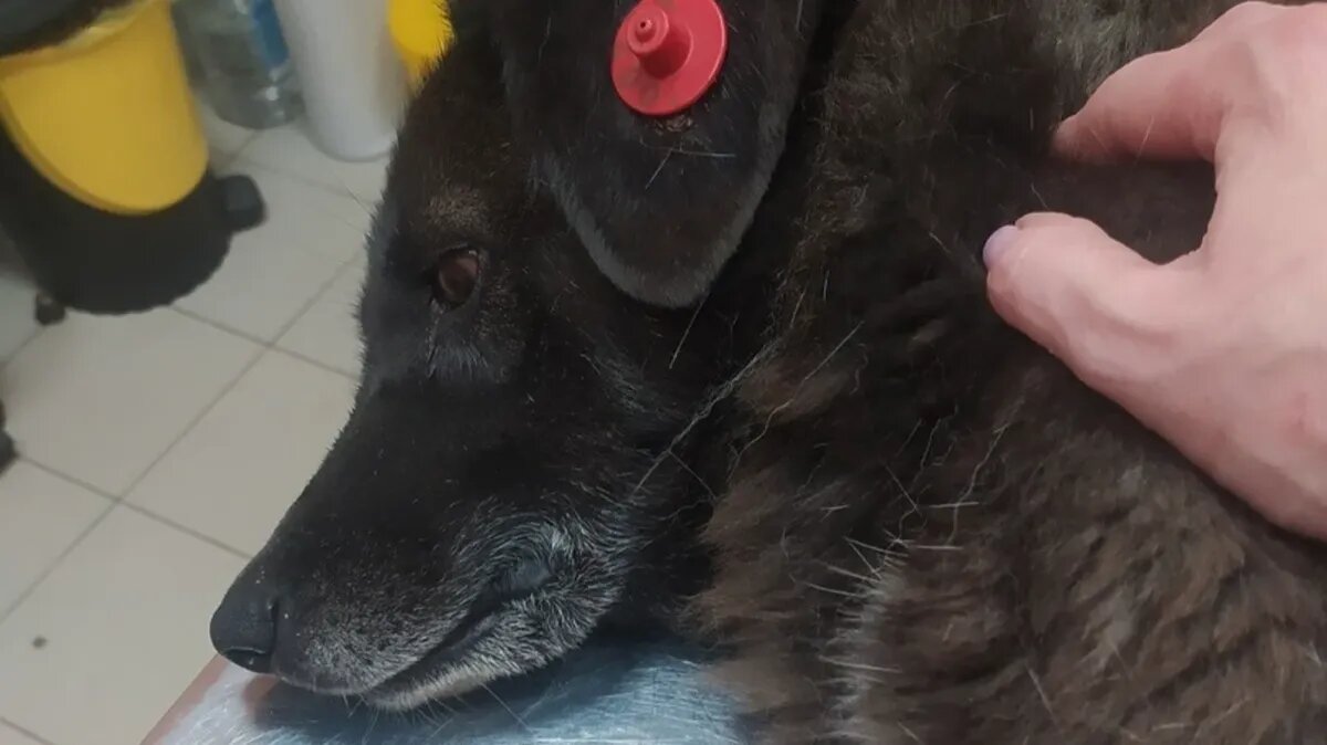 Фото: Служба по контролю за безнадзорными животными