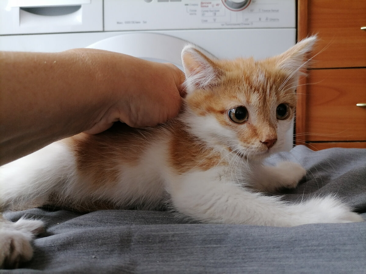 Это Степочка. Будь моя воля, оставила бы его себе. Не могу забыть этого малыша. Просто влюбилась. Очень удачно пристроен.