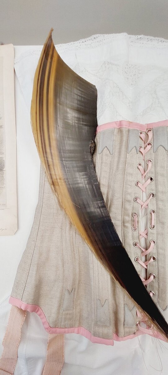 Китовый ус и корсет, которые хранятся в музее моды и портновского искусства им.Н.П.Ламановой
