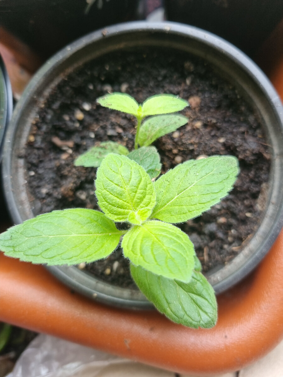 Это моя мята, одна из...