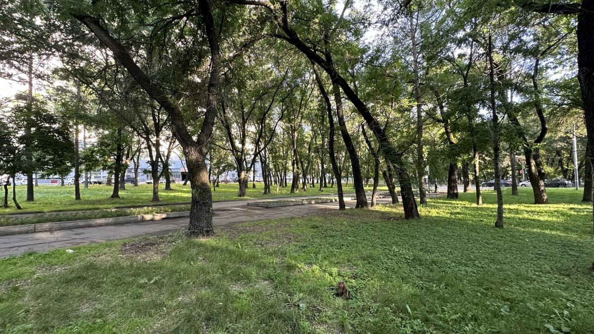 Боб амурский бул 9 фото