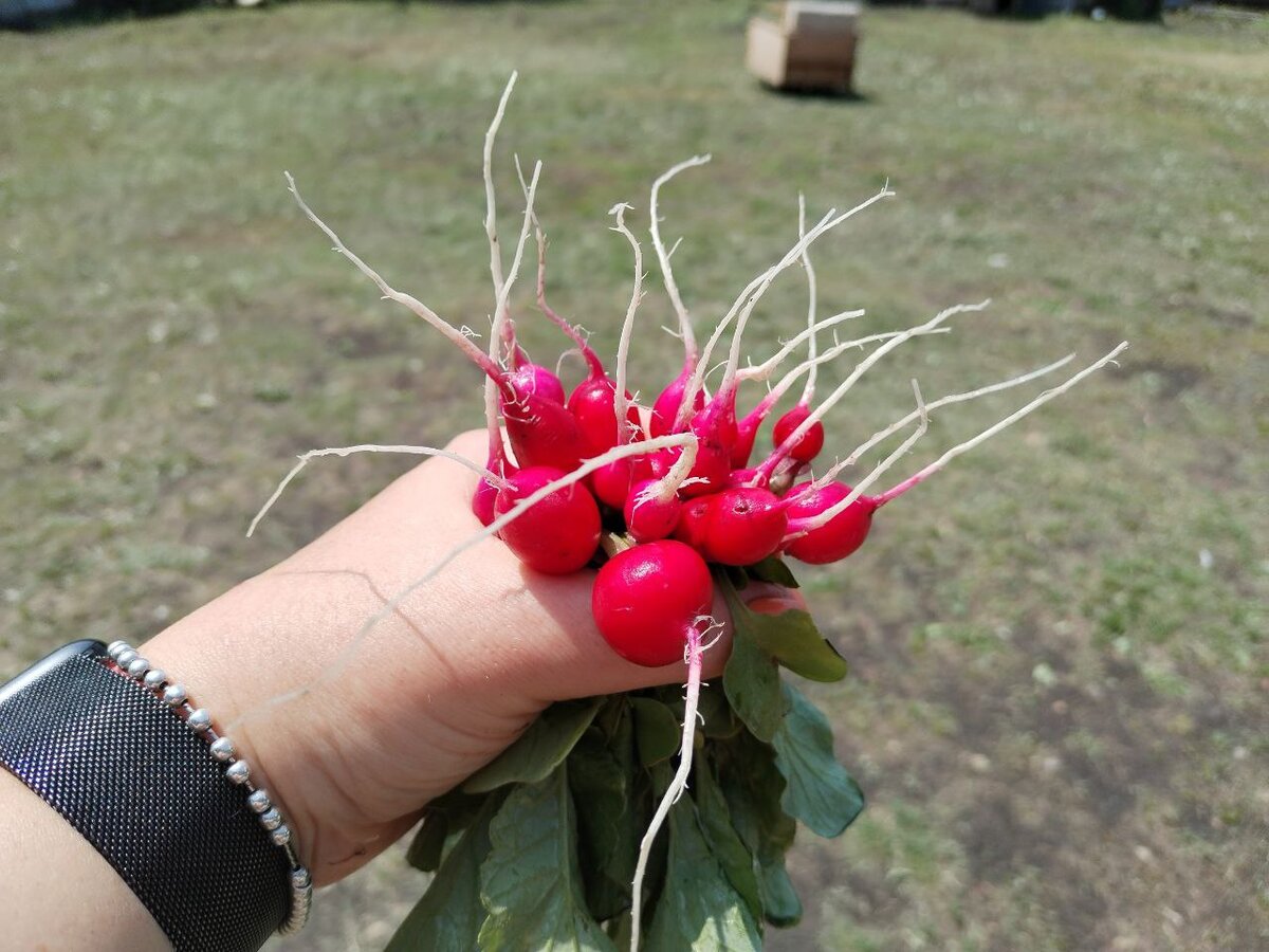 Наш июльский урожай.