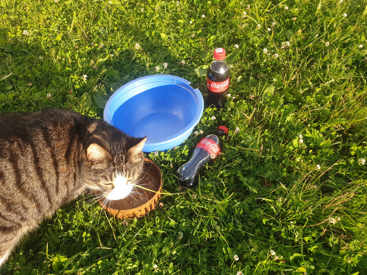 Понч помогает.