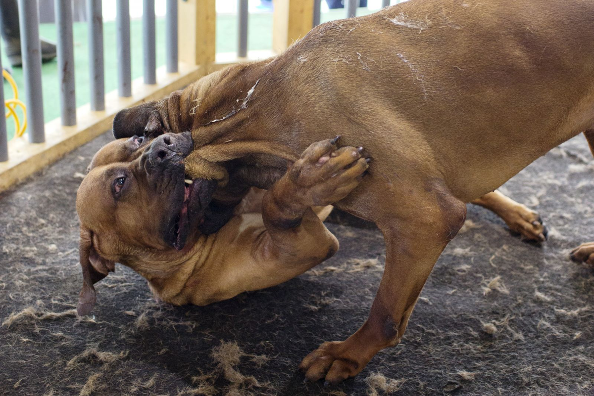 На каждом бое присутствует ветеринар и судья. Если бой переходит границы, собак сразу же разнимают. 