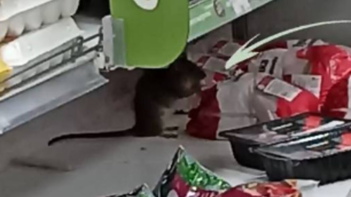     Представители магазина «Красный Яр» прокомментировали случай с крысой на прилавке.