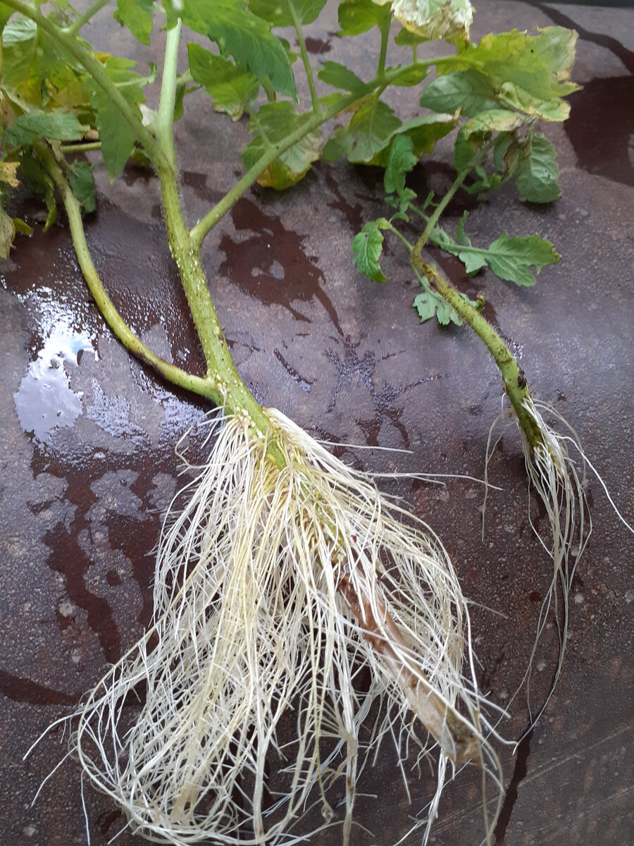 Крепыши и не очень