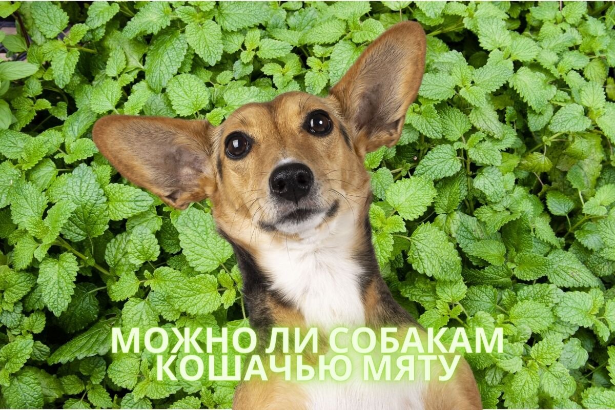 Можно ли собакам кошачью мяту, и как она действует на животных? | Dog  Breeds | Дзен