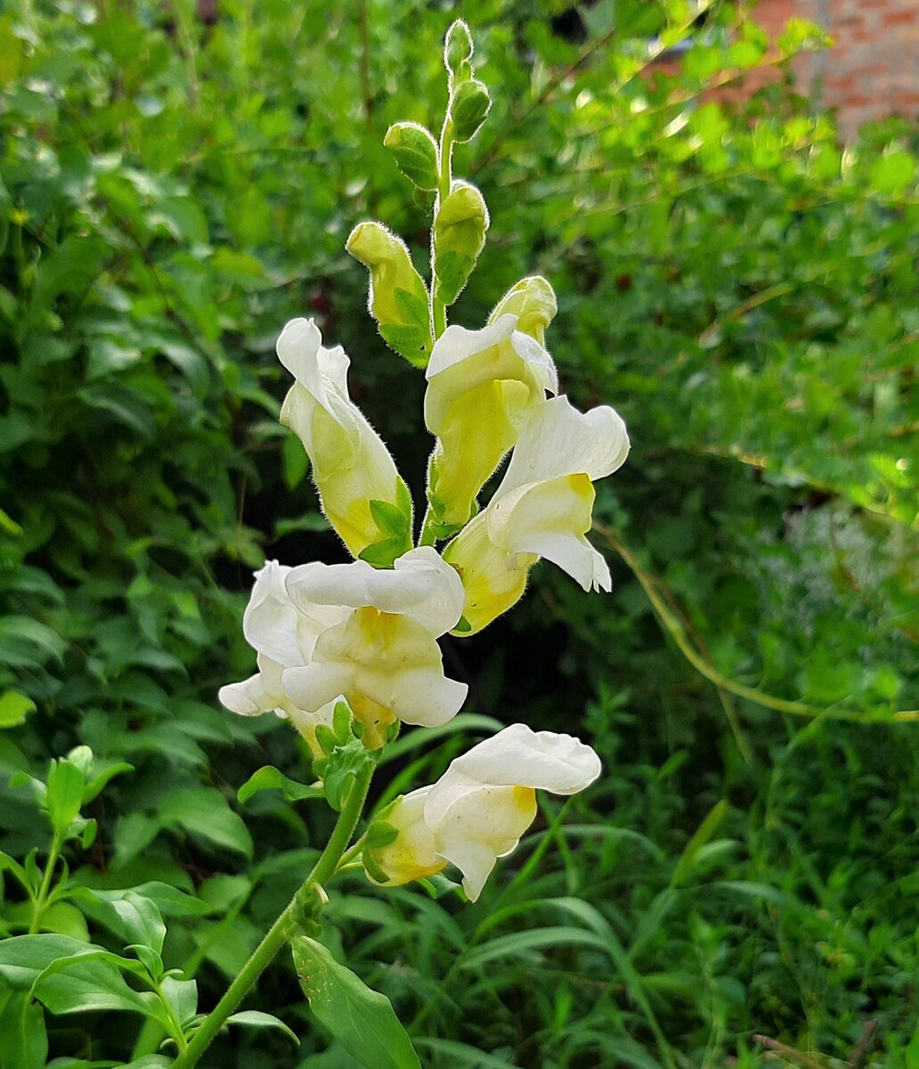 Antirrhinum Snaptastic Pink