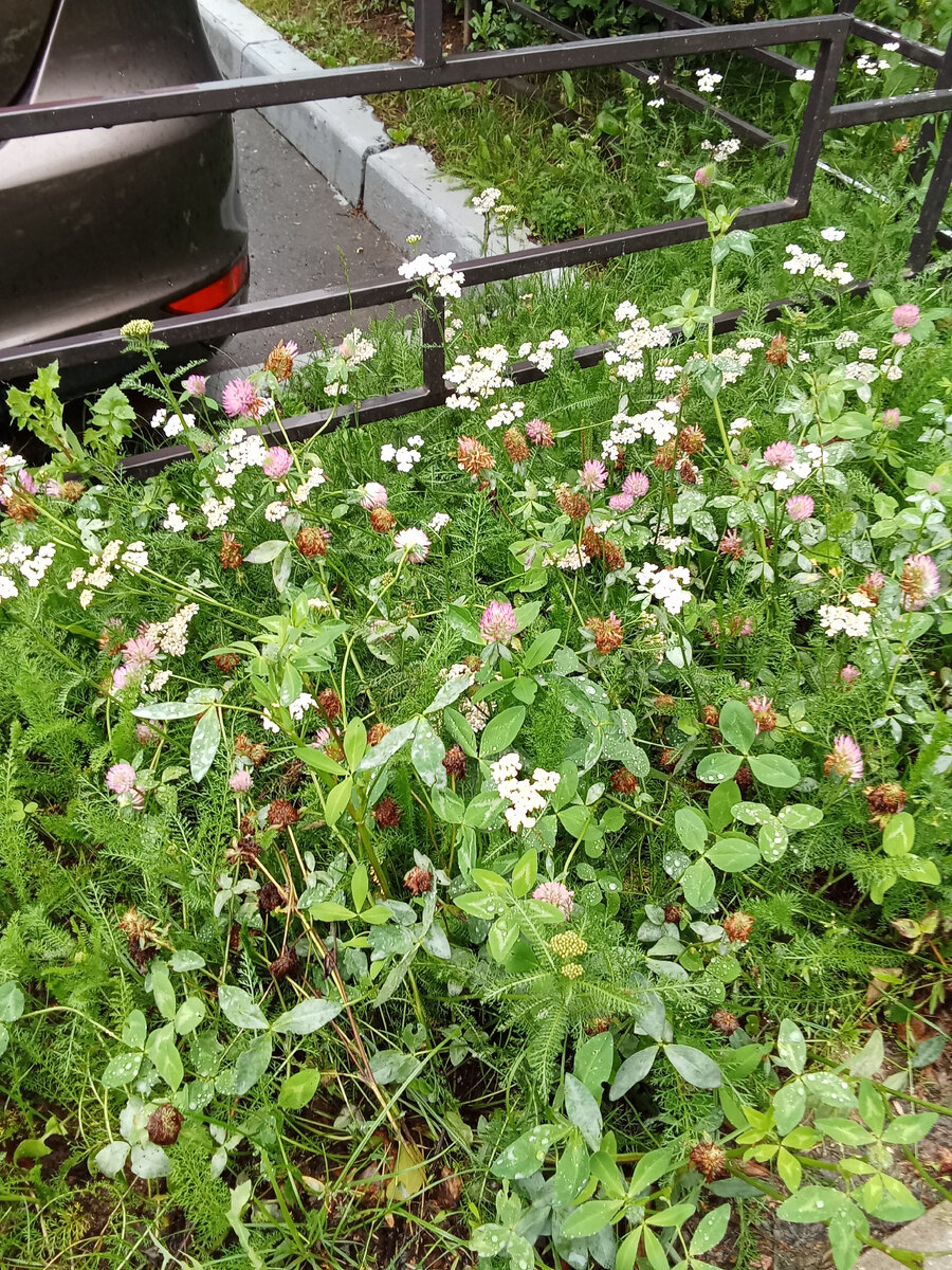 И расти потом будет)