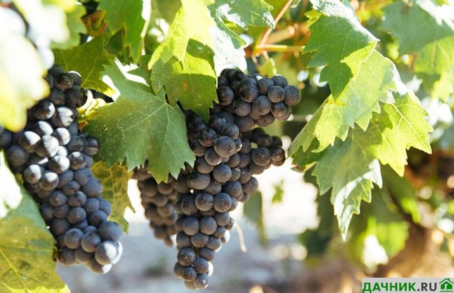 Можно ли ускорить созревание винограда?