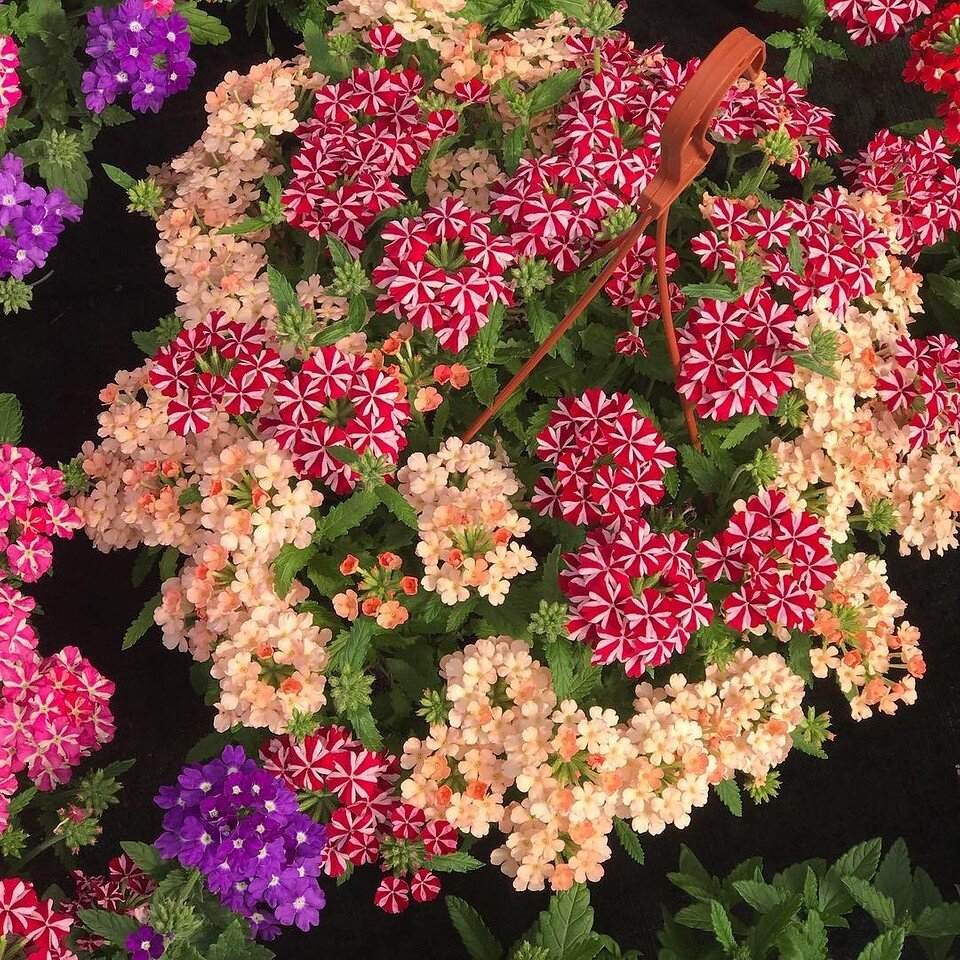    Соцсети компании rassada_kursk