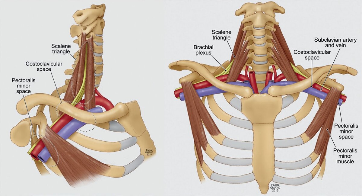 Нервы, идущие к руке (Brachial plexus) между глубокими мышцами шеи 