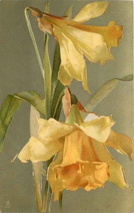 В мифе Нарцисс влюбился в свою отражение в реке. И умер от тоски и печали, когда река больше не могла утолять признание его красоты.