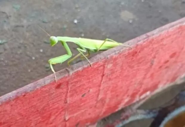     Богомол. .ВКонтакте "Инцидент Бийск"