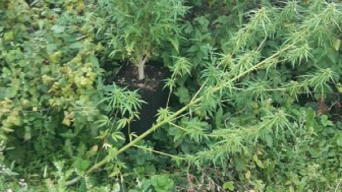     В Удмуртии полицейскими задержан подозреваемый в незаконном культивировании и хранении наркотиков. Плантатором оказался 42-летний житель поселка Ува.