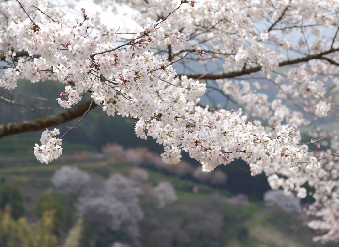 Фото из открытых источников.