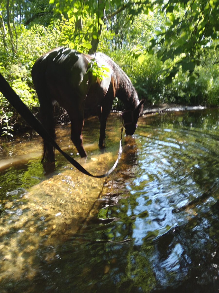 Речка прямо в одном шаге от конюшни - мелкая и тенистая, в летнюю жару - самое хорошее, что только можно придумать!