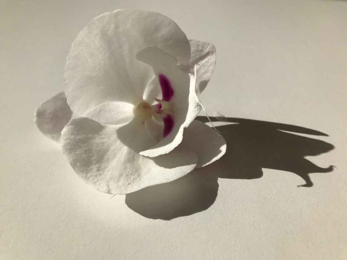 Случайно оторвала "голову" орхидее. Пошли фотографироваться. Вот что получилось