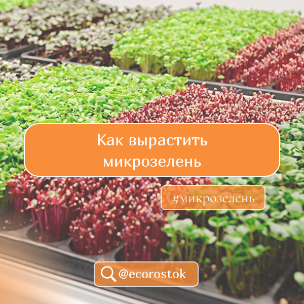 Как вырастить микрозелень? Подробная инструкция по выращиванию микрозелени