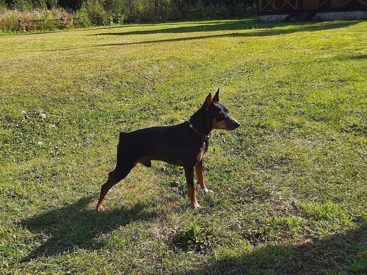 Это собака-в-отпуске-отдыхака 😂 прекрасное солнечное фото из отпуска 2022 года