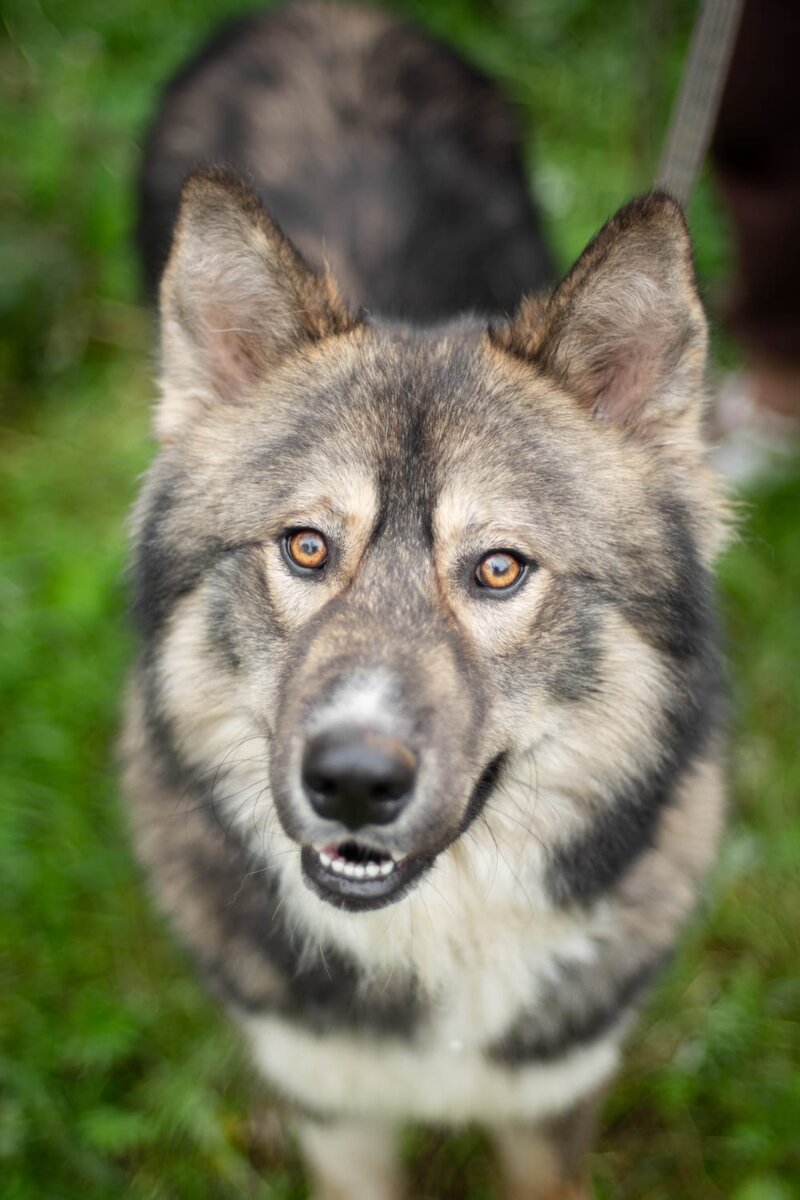 Это папа семейства.