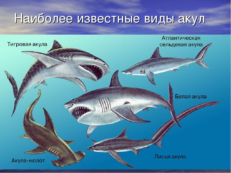 Каких домашних млекопитающих рыб разводят люди. Отряды и представители хрящевых рыб. Отряд хрящевые акулы представители. Породы акул с названиями. Акулы виды названия.