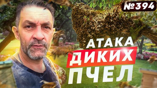 Дикие ПЧЁЛЫ атакуют / Илюше ГОД