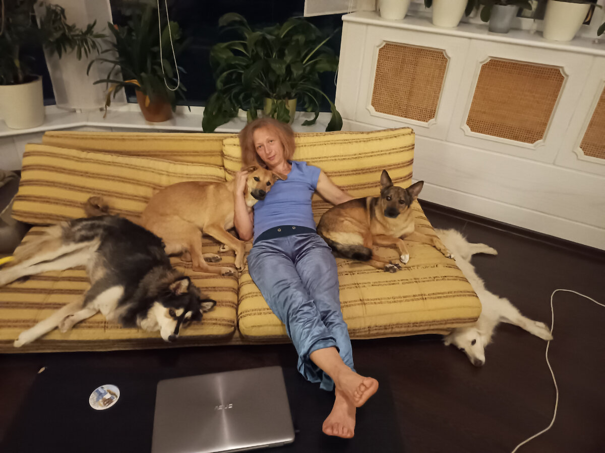 дома с собачками