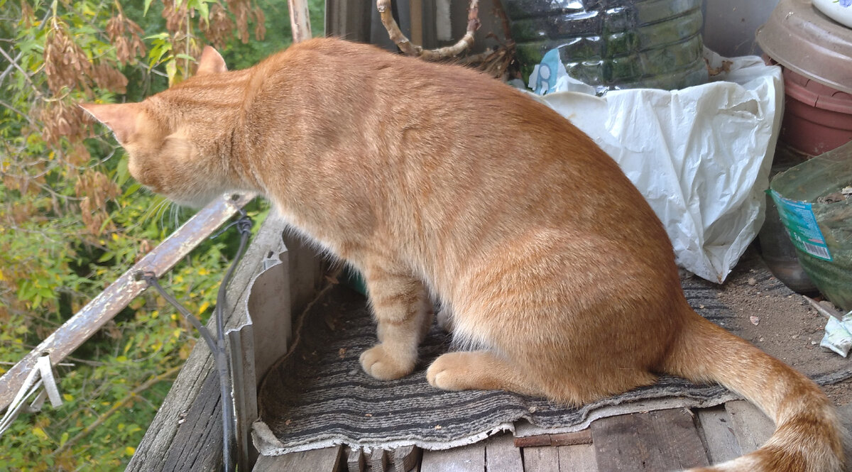 Личное  фото