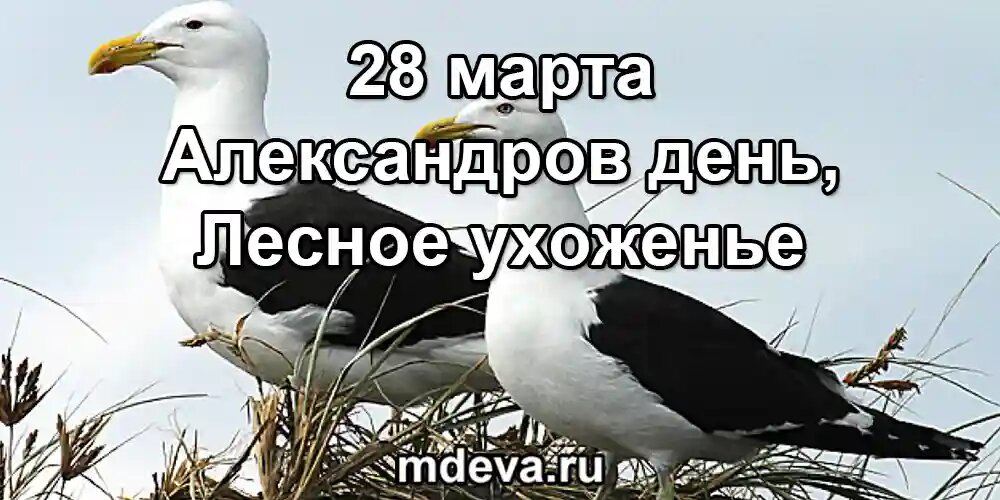 28 марта по народному календарю Александров день, Лесное ухоженье