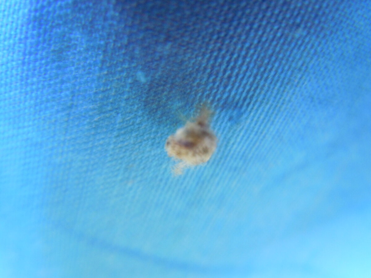 В этом 2023 году на упавшем листе бука заметил вот таких пушистиков. Часть их распушены, а некоторые как бы втянуты и похожи на бритвенные помазки. На обратной стороне листа вид такой.-9