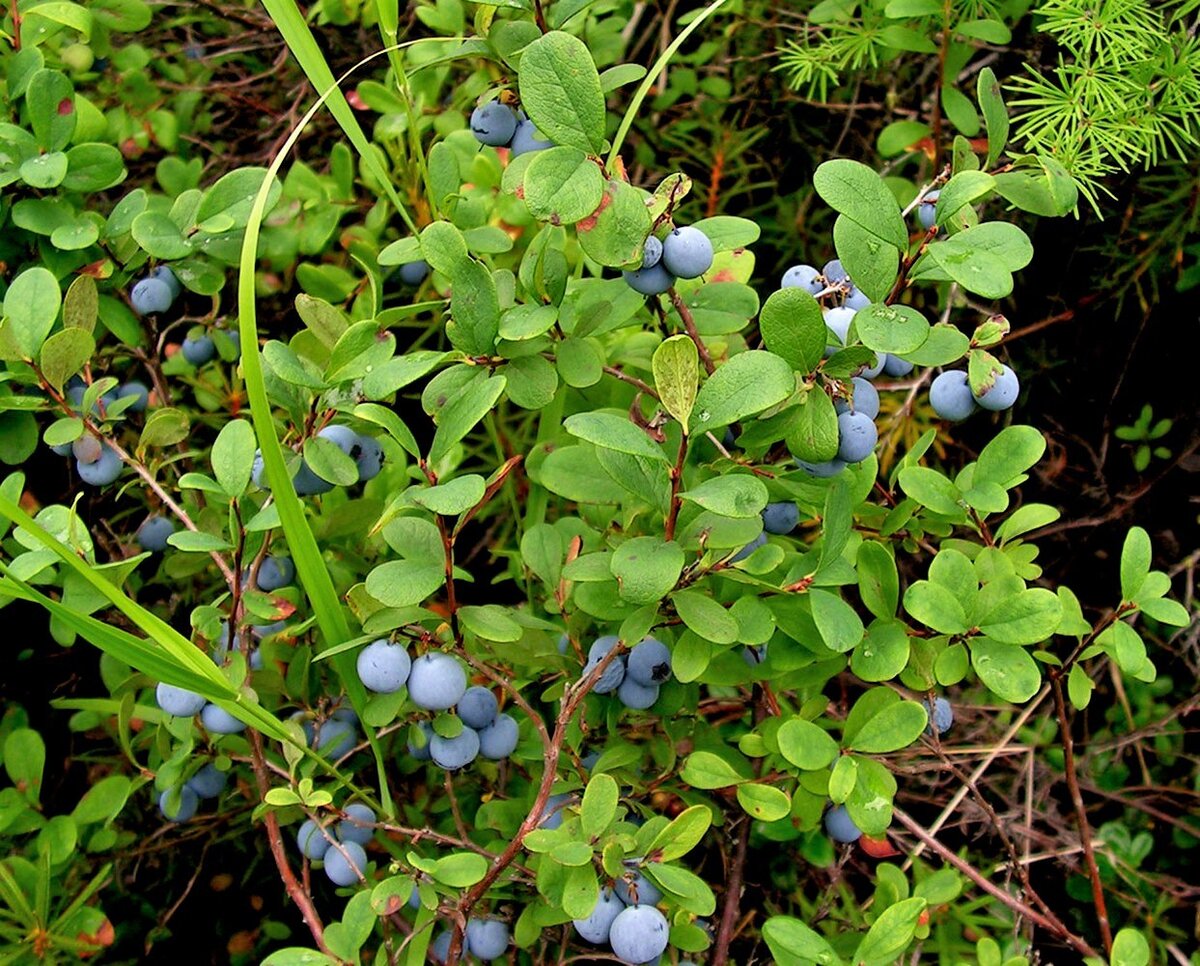 Куст увидел. Vaccinium uliginosum голубика. Голубика обыкновенная гонобобель. Голубика Лесная гонобобель. Vaccinium uliginosum - голубика обыкновенная.