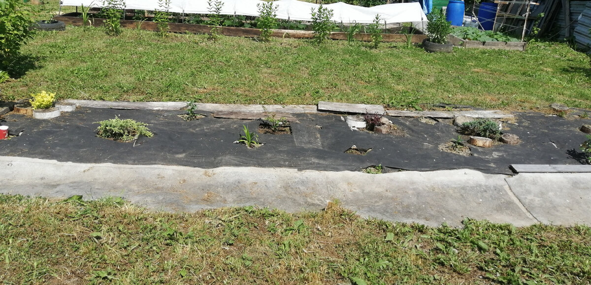 Вот так выглядела "клумба" в самом начале 