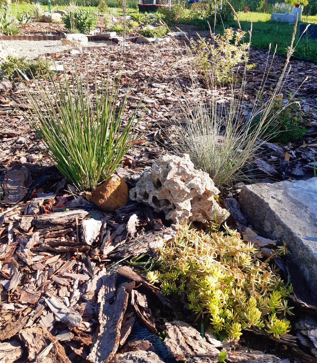 Июнь. Растут молиния и овсянница