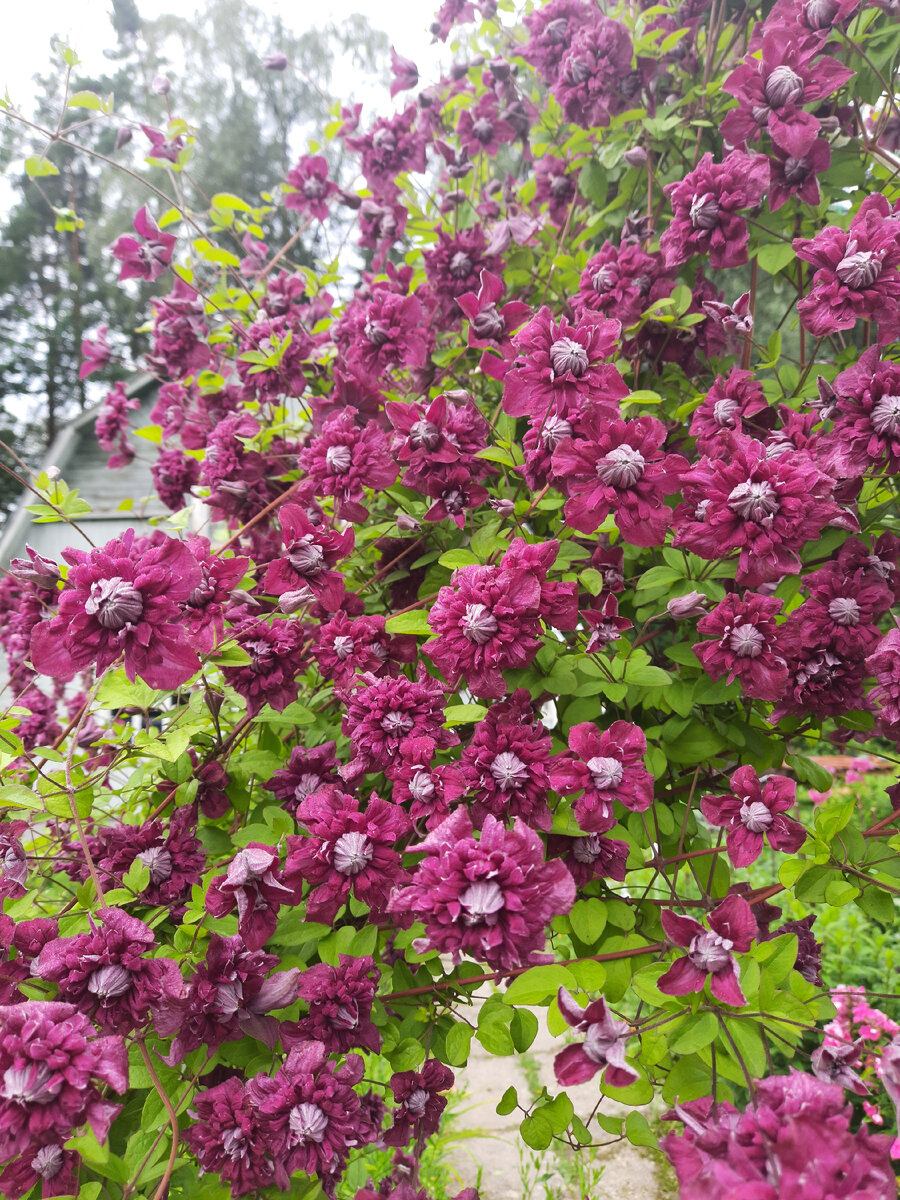 Пурпуреа Плена Элеганс