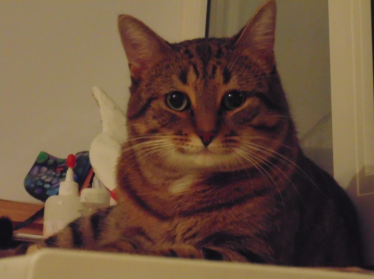 Фото пользователя «Пикабу» с ником Babuskofob