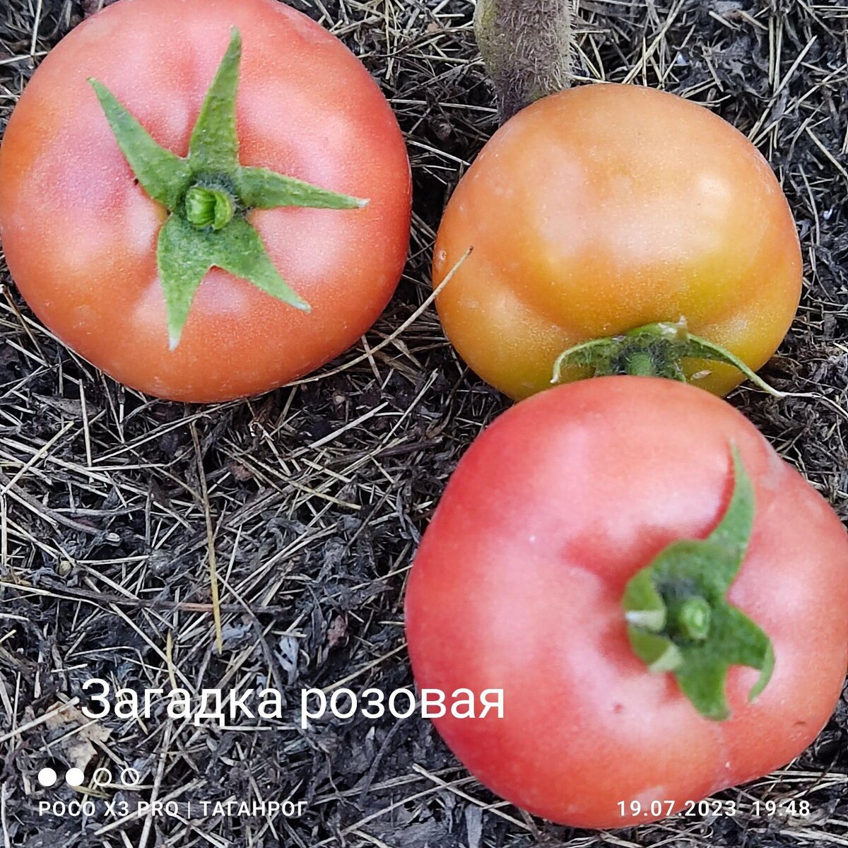 В этом году плоды мельче, чем обычно,