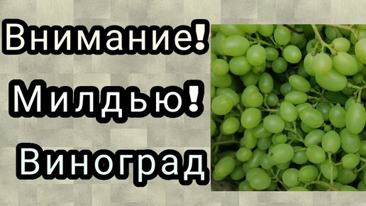 Виноград в Нижегородской области. внимание мильдью 22.07.23