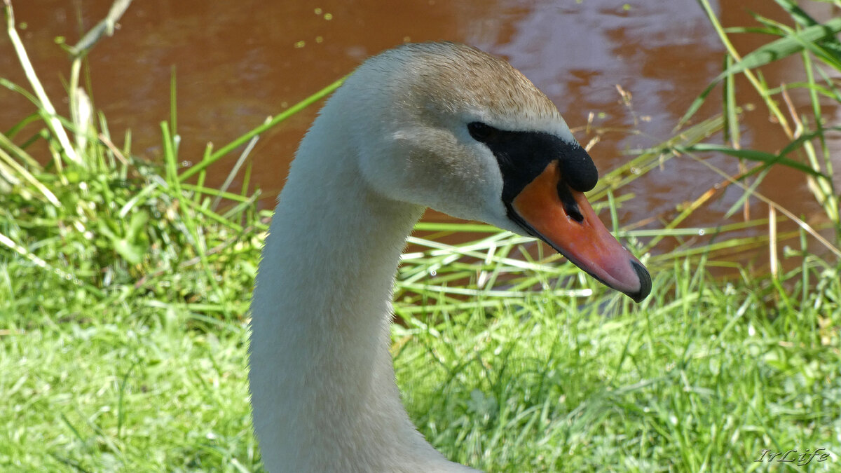 Георгий Гатчинский в "Охта Парке". 20.07.2023 г.