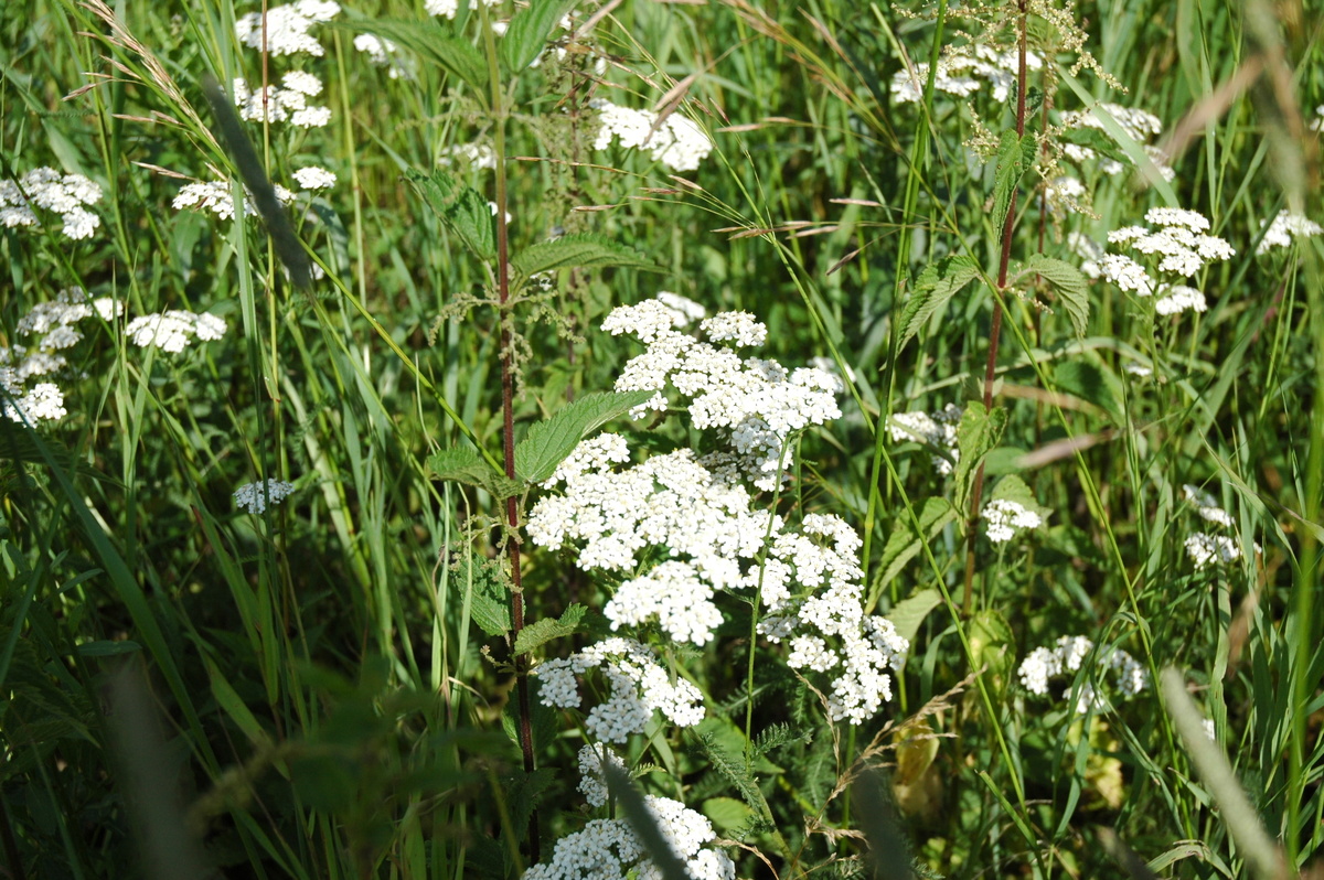 Цветущий тысячелистник обыкновенный 
