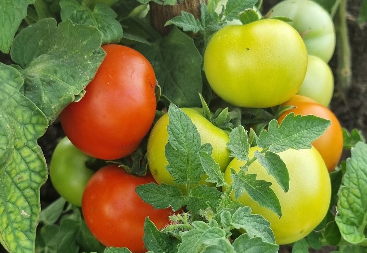 Борьба с фитофторой на помидорах: самые эффективные средства