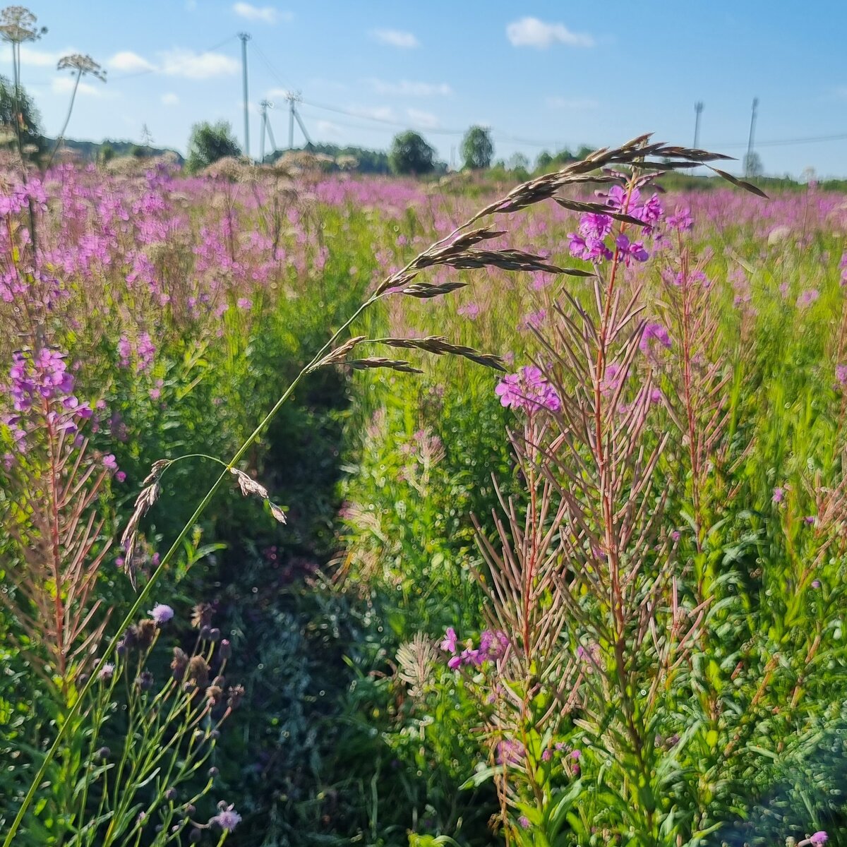 Приморск. Ленинградская область.