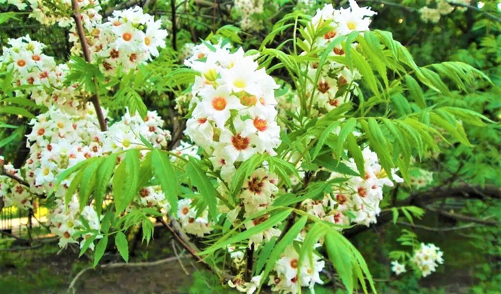 Неповторимой красоты неприхотливый кустарник с деликатесными плодами ...