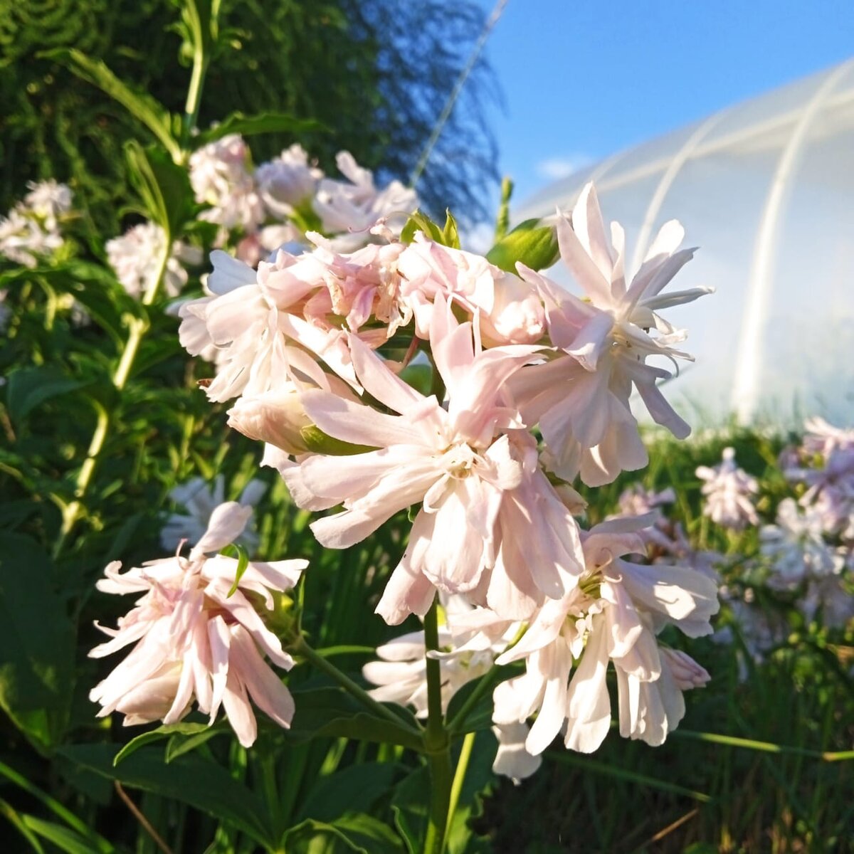 Цветочек (Кто знает, как называется?))