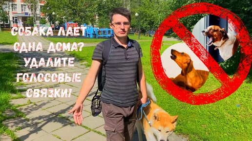 Собака лает, когда вас нет дома? Удалите голосовые связки! Случаи из практики